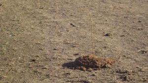 Cowdung with a stick to claim it at banni