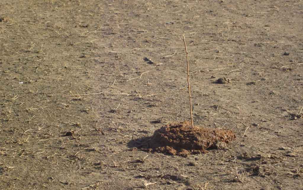 Cowdung with a stick to claim it at banni